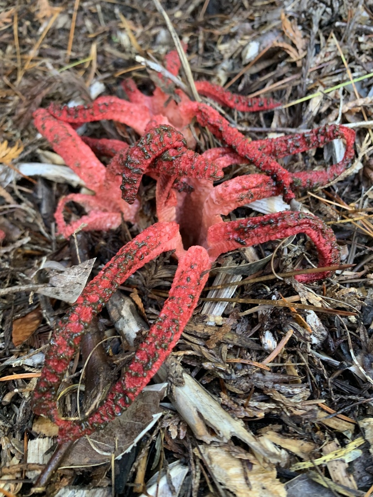 Clathrus archeri · April 2025 · photo: © ella_m_sangster (iNaturalist, cc-by)