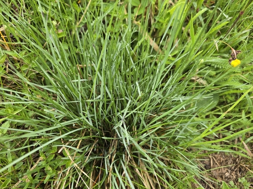 Image of Helictochloa pratensis by (c) David Sandler, some rights reserved (CC BY)