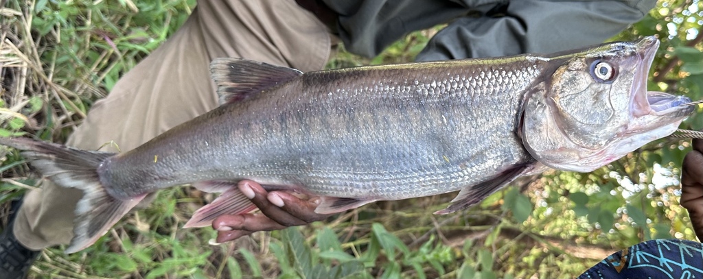 Sanjika (Opsaridium microlepis) — Cyprinidae