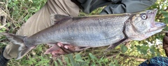 Lake Salmon photo 1