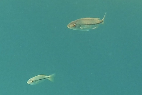 Dimidiochromis kiwinge