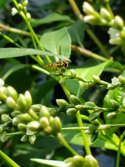 Allograpta obliqua