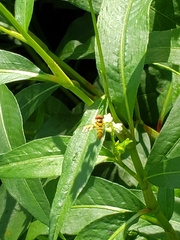 Allograpta obliqua