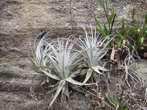 Image of Tillandsia gardneri by (c) Victor Farjalla Pontes, some rights reserved (CC BY)