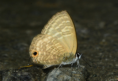Nacaduba pactolus