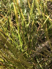 Carex filifolia