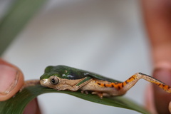 Pithecopus palliatus