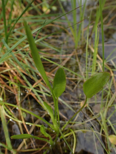 Image of Ranunculus ophioglossifolius by (c) Franck Cabot, some rights reserved (CC BY)