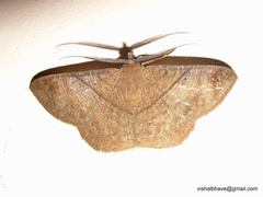 Petelia medardaria