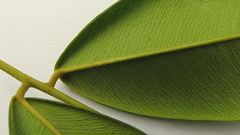 Machaerium condensatum