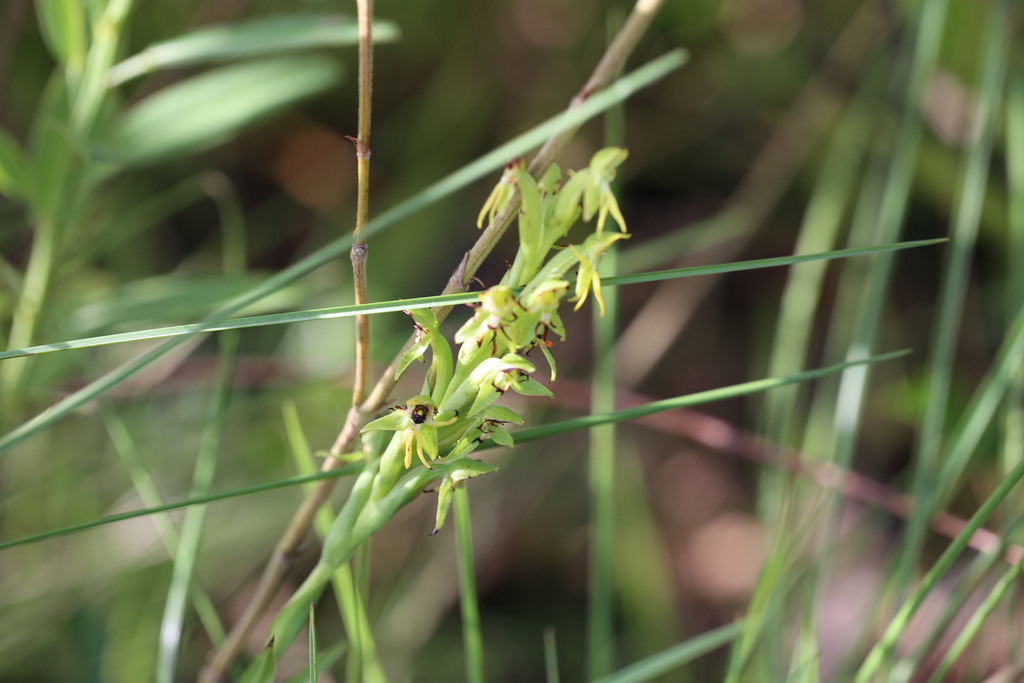 Habenaria spathulifera