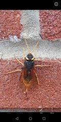 Urocerus gigas