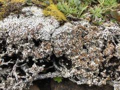 Lecanora epibryon