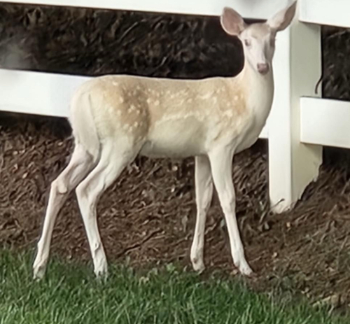 White-tailed Deer photographed in North Carolina