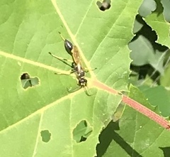 Sceliphron caementarium