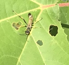 Sceliphron caementarium