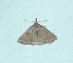 Pechipogo plumigeralis