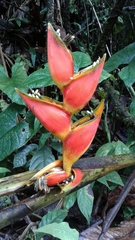 Heliconiaceae