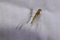 Leucrocuta umbratica