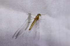 Leucrocuta umbratica