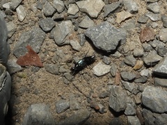 Philonthus caeruleipennis