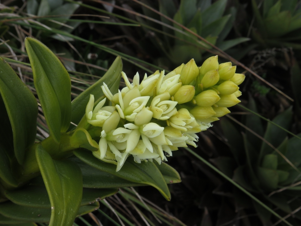 Epidendrum sonsonense Rinc.-González, E.Santiago & Hágsater 4