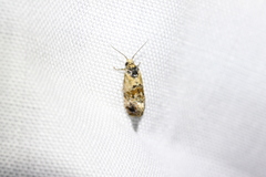 Cochylis