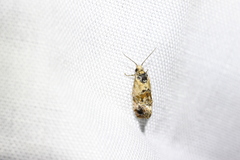 Cochylis