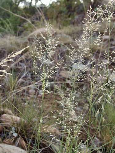 Image of Lehmann lovegrass by (c) Sue Carnahan, some rights reserved (CC BY)