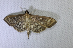 Herpetogramma thestealis