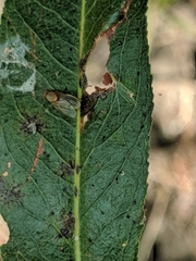 Diptera