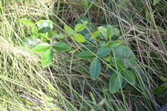 Clitoria falcata