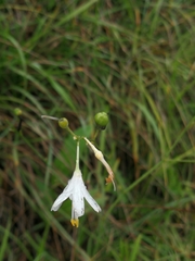 Anthericum liliago