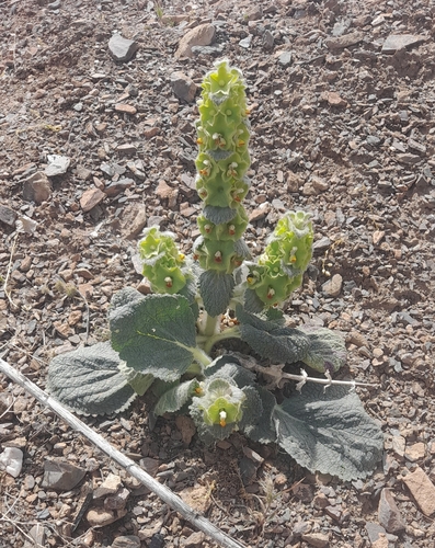Phlomoides molucelloides