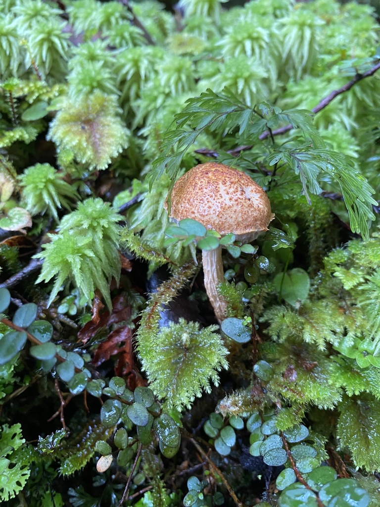 Austroboletus novae-zelandiae · April 2025 · photo: © hannah_whittall (iNaturalist, cc-by)