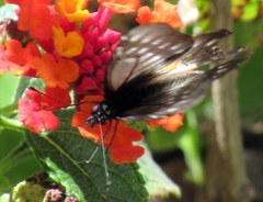 Catasticta ctemene