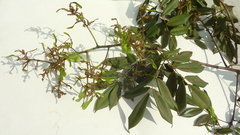 Machaerium condensatum