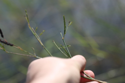 Image of Meadow Jointvetch (Aeschynomene pratensis) by (c) Guillaume Delaitre, some rights reserved (CC BY)
