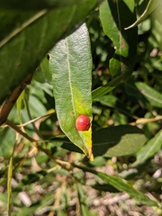 Euura
