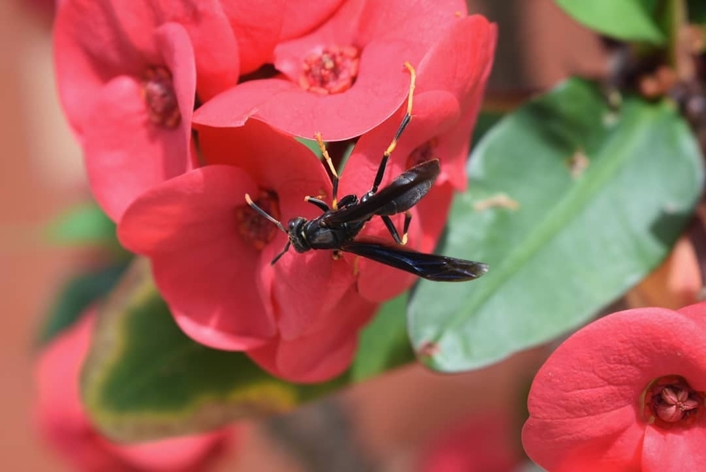Polistes melanotus