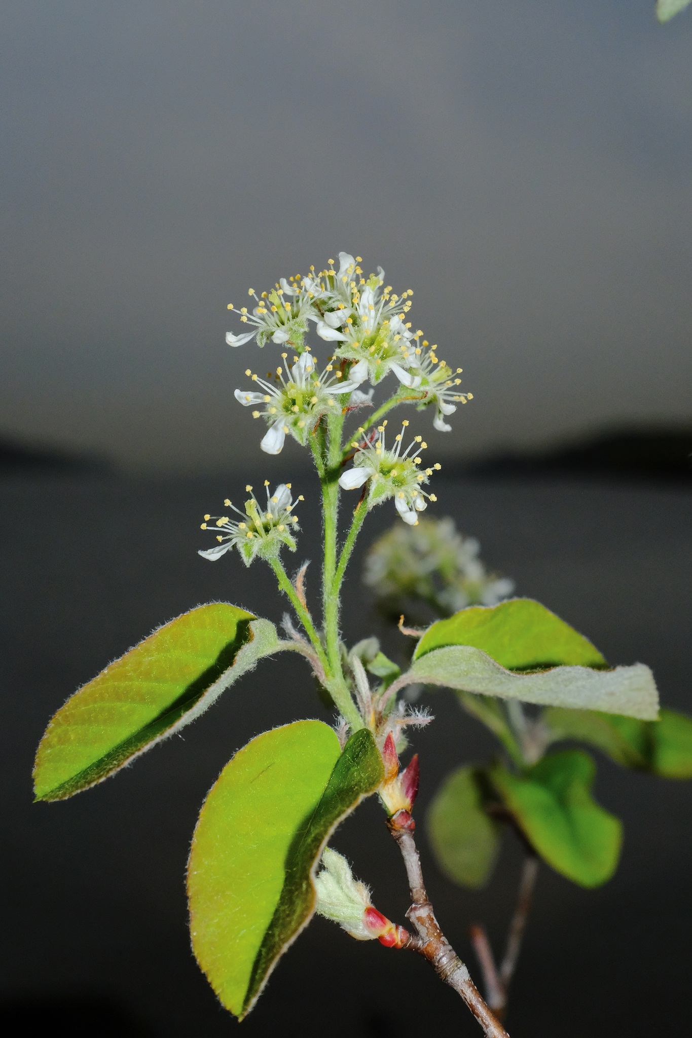 Amelanchier nantucketensis