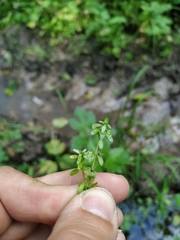 Callitriche cophocarpa