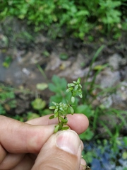 Callitriche cophocarpa
