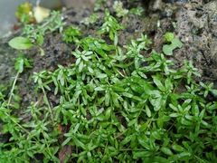 Callitriche cophocarpa