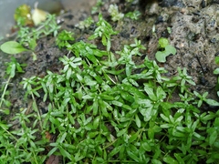 Callitriche cophocarpa