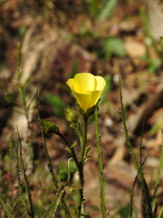 Drosophyllum lusitanicum
