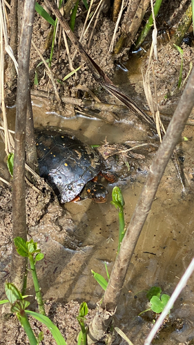 Spotted Turtle