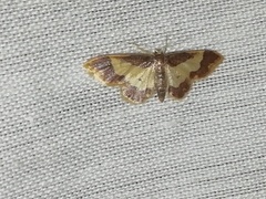 Idaea basinta