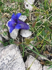 Gentiana clusii clusii