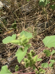 Xanthium strumarium
